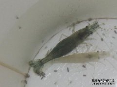 如果有鱼图，如何升起鱼图